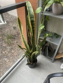 Snake Plant