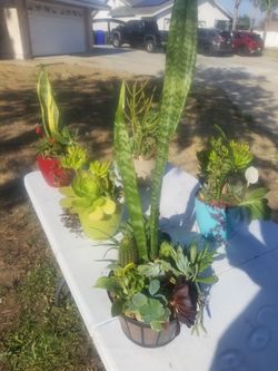 succulent arrangements $25 each
