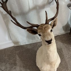 White Deer taxidermy shoulder mount