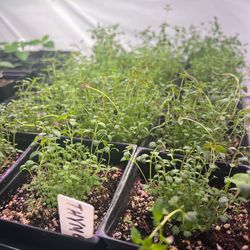 Vegetable seedlings
