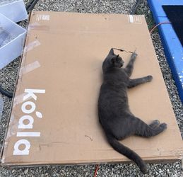 Koala Pullout Couch Bed