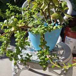 2 Different Jade Plants In 3 Gallon Pot 