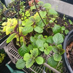 Plants for sale early cleatance