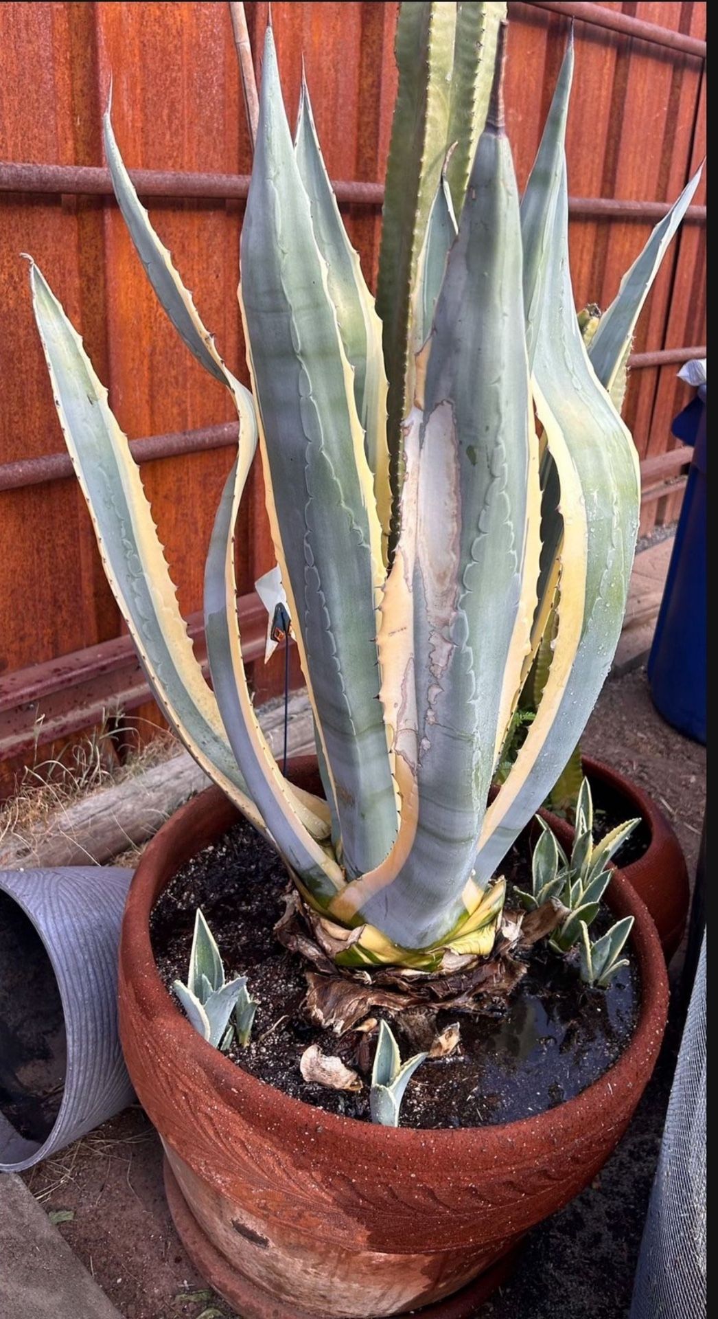 Giant Agave Plant With Pot