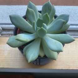 Succulent Plant