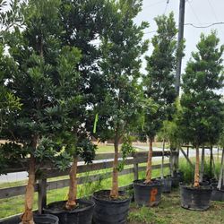 Japanese Blueberry Tree 45gallons 