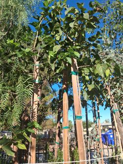 Mulberris trees.