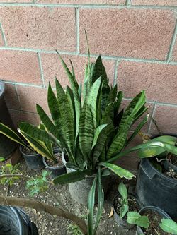 Planta en buenas condiciones