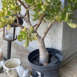 JADE PLANT