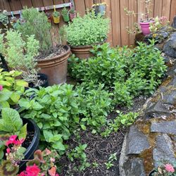 Vendo Matas De Epasote Y Yerva Vuena 