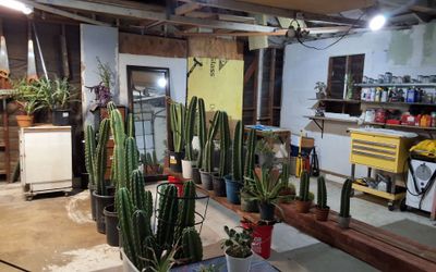 Pc san pedro cactus pachnoia