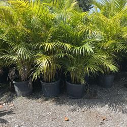 Arecas Palm 