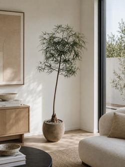 Queensland Bottle Tree