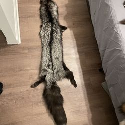 Silver Fox Pelt