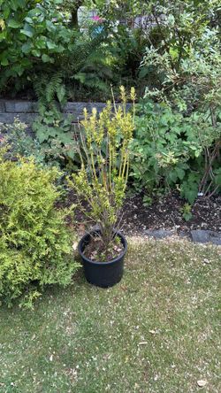 ‘Korean Yew’