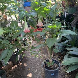 Large Bell Pink Brunsmania Angel Trumpets Plant Landscaping Tree