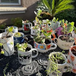 Succulents and Plants