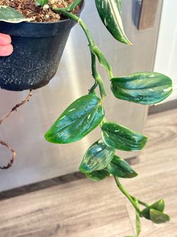 Variegated Monstera Standeleyana