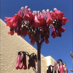 Mother Of Millions Succulent 