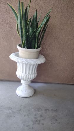 Concrete pot with Snake plant