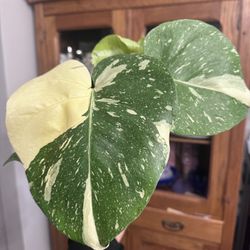 Monstera thai Constellation 