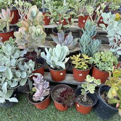 Variety Of Succulent Plants