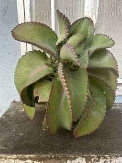 Calanchoe