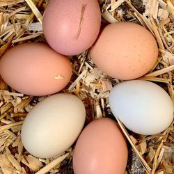 Fresh Farm Eggs  $3 a Dozen 