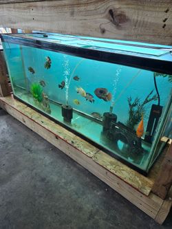 Fish Tank Supplies