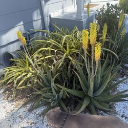 FREE! Plants And Cactus 