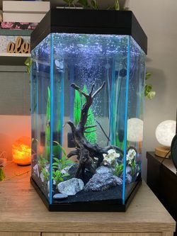 Top Fin 20-Gallon Aquarium Starter Kit + $55 Centerpiece Ornament