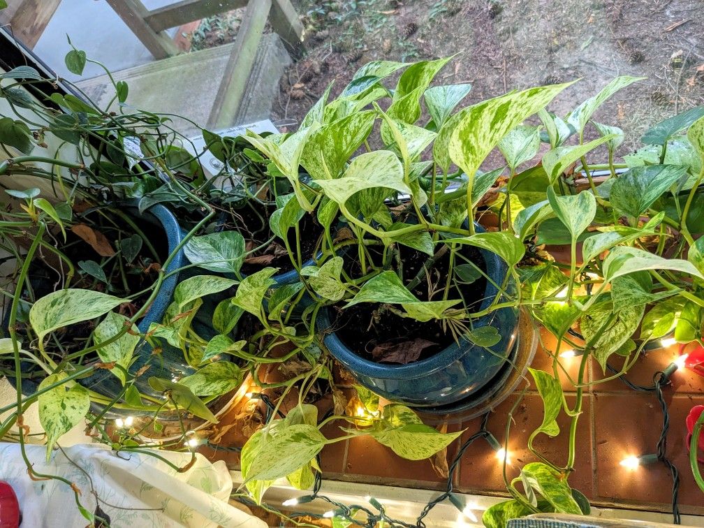 12+ Foot Philodendron, 2 Kinds of Pothos in Ceramic Pots