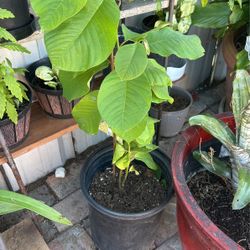 Plantas