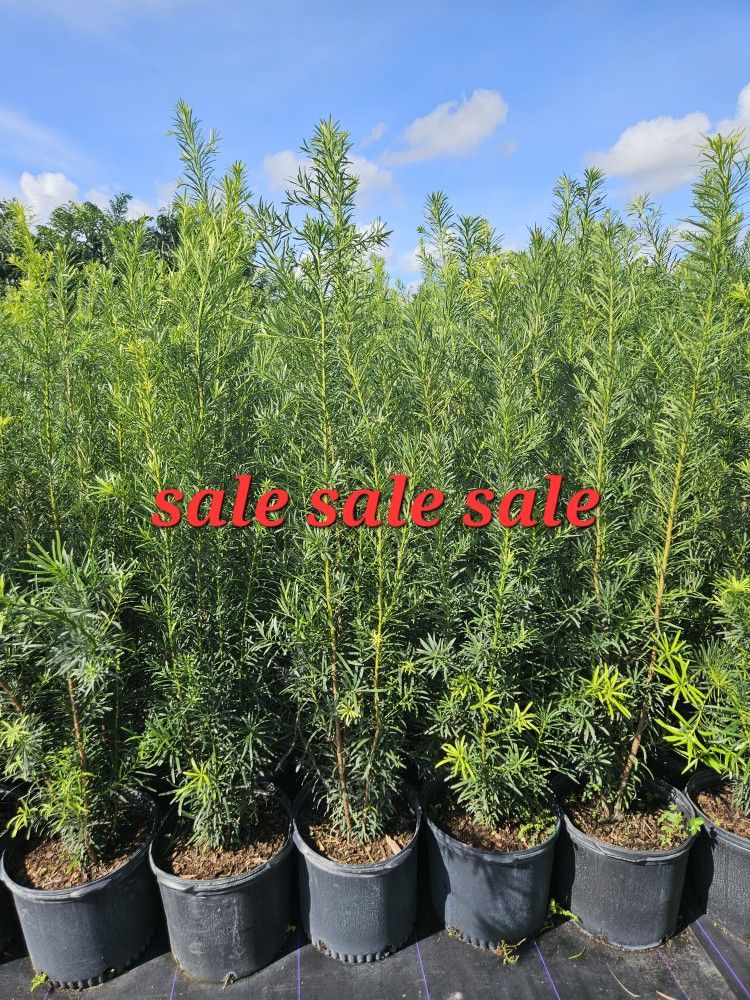 beautiful podocarpus staring $20 all sizes available Instant Privacy Hedge