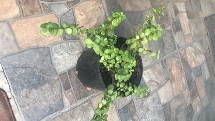 Planta de la abundancia