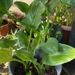 Calla Lily Valley 