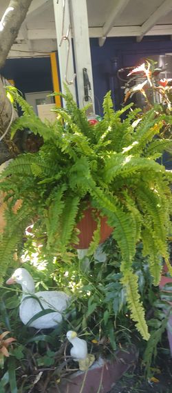 Elecho De Diferentes Tipos Y Tamaños 