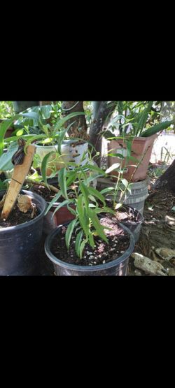 Peach Tree for sale