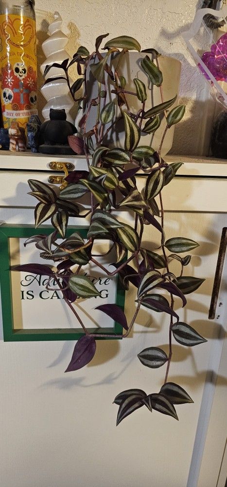Wandering Jew- Tradescantia Zebrina
