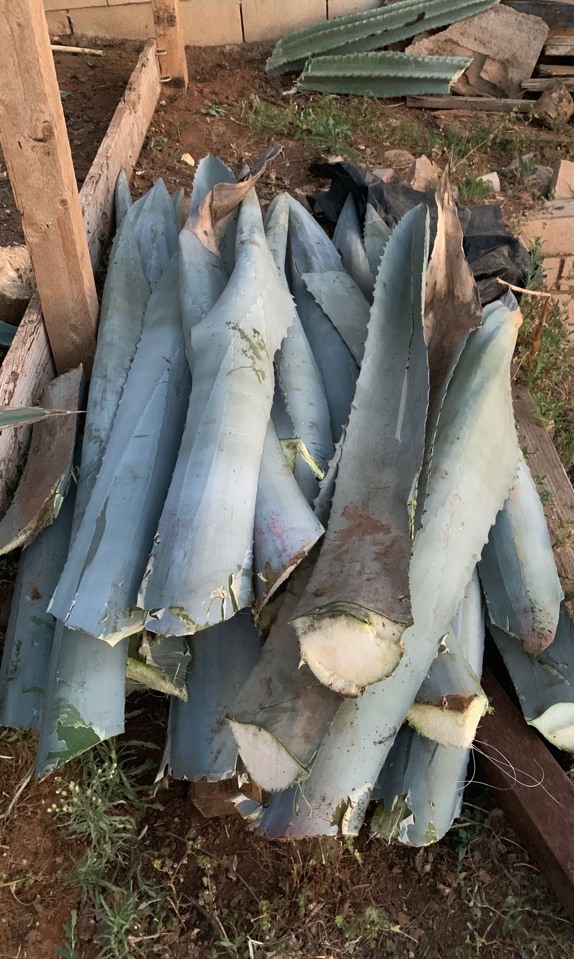 Pencas de maguey para barbacoa