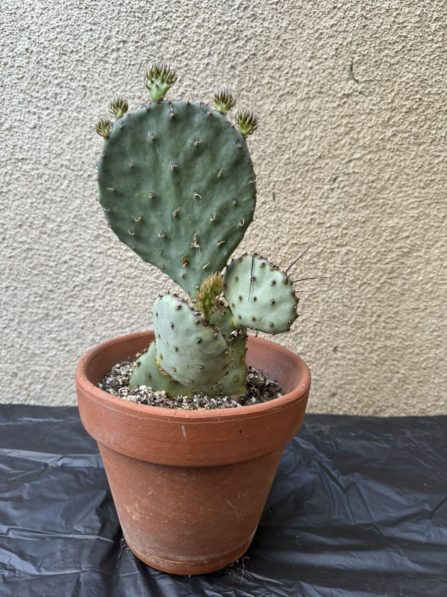 Prickly Pear Cactus Plant