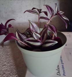 Wandering Dude Houseplant in New Decorative Green Por