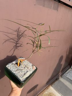 Bonsai Brachychiton Rupestris in ceramic pot