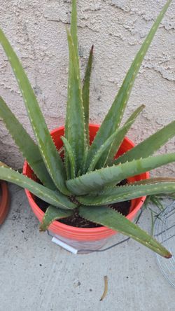 Aloe Vera