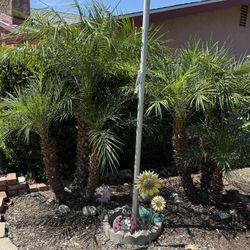 4 Phoenix Palms