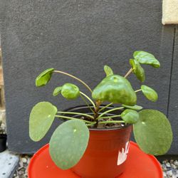 Chinese Money Plant Houseplant Tropical 8in