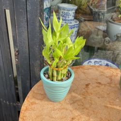 Lucky Bamboo With Green Pot 