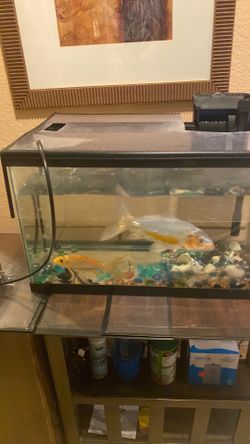 Two Gold fish with a 10 gallon aquarium