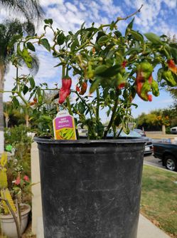 Hot Pepper 