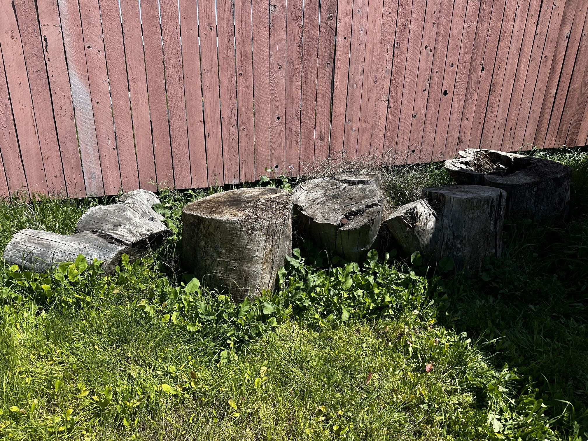 Tree Stumps